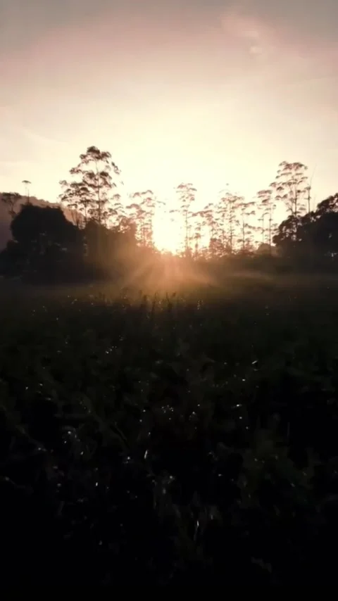 A Secret light behind the Forest Stock Footage 232968016