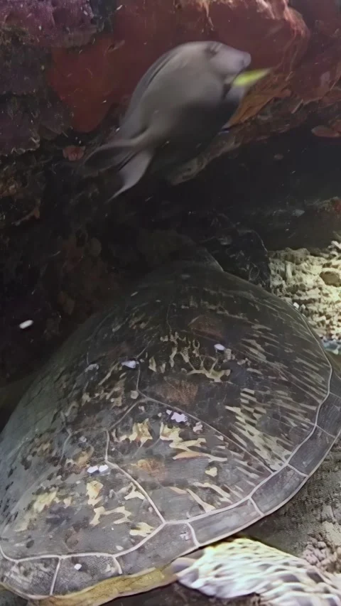 Secret Sea Turtle Hideaway Found off the Coast of Sipadan Island Video stock 321009912