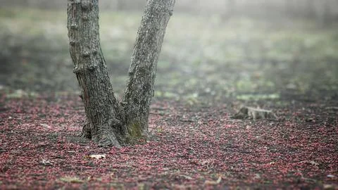 The Secret of the Spring Forest Stock Photos