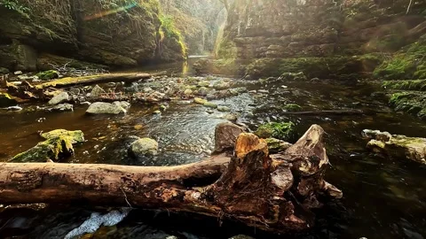 Secret stream flows through the forest in the Dolomites Video stock 303691956