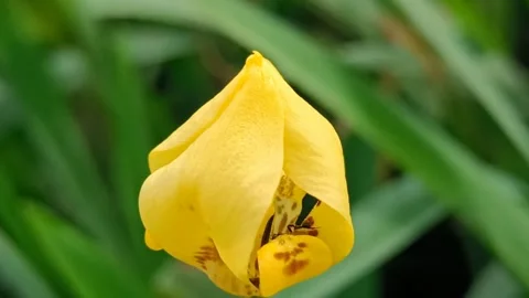 Secret work of a bee inside the flower Stock Footage 221208089