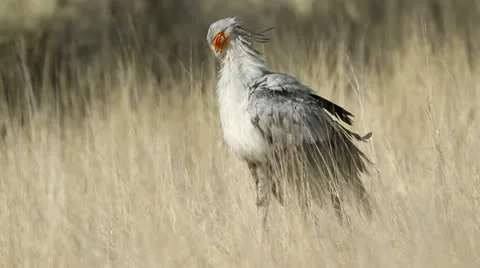 Secretary bird Stock Footage 10732238