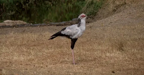 Secretary Bird Stock Footage 60381731