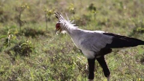 Secretary bird Stock Footage 90221353