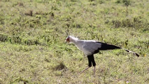 Secretary bird Stock Footage 90221733