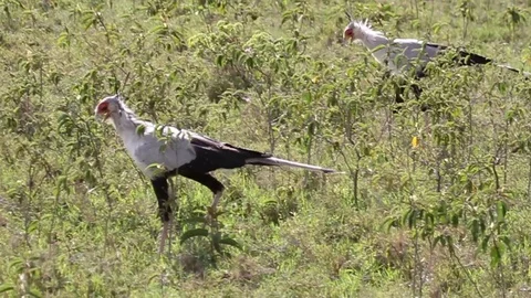 Secretary bird Stock Footage 90222131