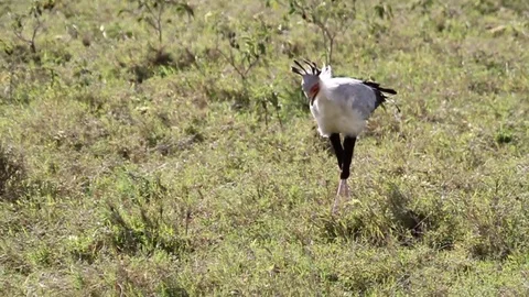 Secretary bird Stock Footage 90222380