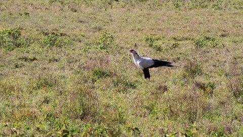 Secretary bird Stock Footage 98962133