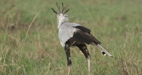 Secretary Bird Stock Footage 137335600
