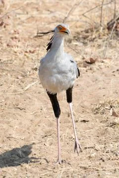 Secretary Bird in Namibia Stock Photos