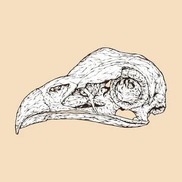 Secretary bird skull head vector illustration Stock Illustration