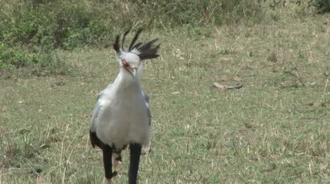 Secretary bird walking Stock Footage 8928362