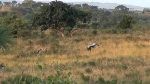 Secretarybird1 Stock Footage 11071916