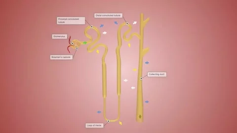 Secretion occurs along the nephron to remove unnecessary substances from the Stock Footage 231402024