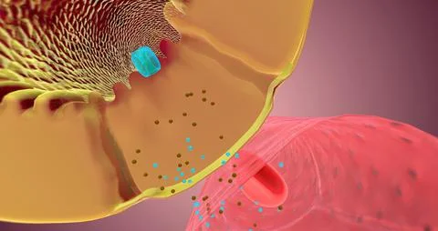 Secretion occurs along the nephron to remove unnecessary substances from th.. Stock Illustration