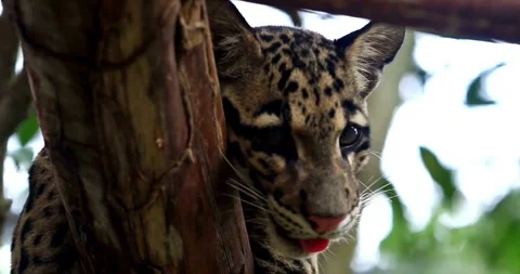 A Secretive Wild Cat, the Clouded Leopard, Hiding in the Forest Canopy Stock Footage 314990988