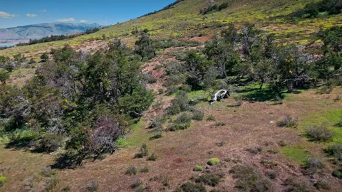 Secrets of the Argentinian Steppe Video stock 297398645