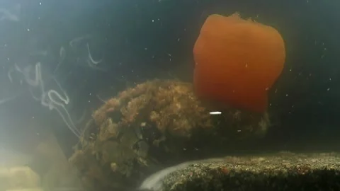 Secrets of underwater spawning balanus at bottom of White Sea Stock Footage 312487085