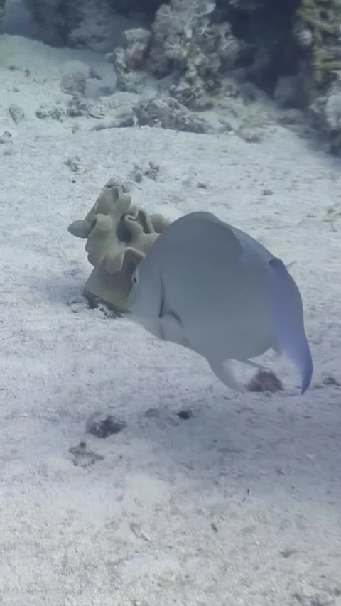 Secrets of the underwater world, scuba diving in the Red Sea Video stock 312281866