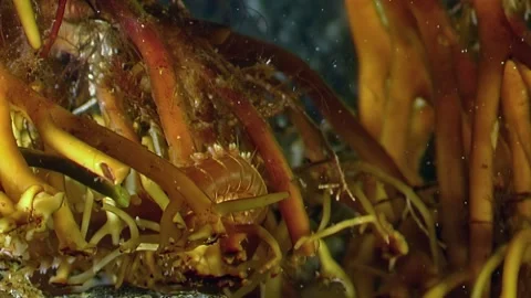 Secrets of the white sea benthos under arctic waters exposed macro view 스톡 동영상 314745727