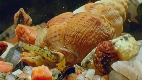 Secrets of the white sea unveiled tiny mollusk's arctic existence Stock Footage 314745636