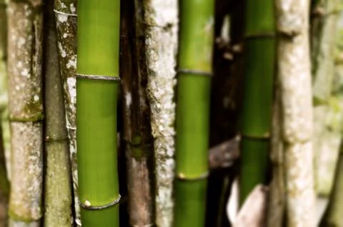 Section of bamboo trees grouped together background Stock Photos