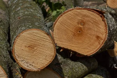 A section of birch and maple. Annual rings are visible. Stock Photos