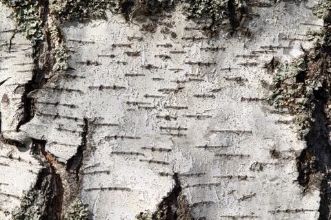 A section of birch tree trunk with empty space and cracks. Stock Photos
