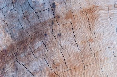 Section of a cedar trunk with annual rings Stock Photos
