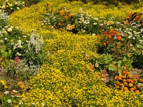 Section of a colorfully planted, small-planted summer flower bed Stock Photos