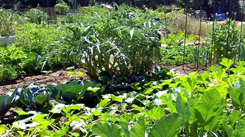 Section Of Community Garden In City Stock Footage 7763617