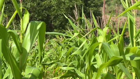 Section of corn field shows dense green plants and leaf clusters, with a tree Vídeo Stock 328300750