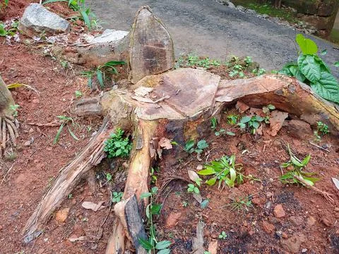 A section a cut down tree Stock Photos