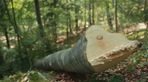 Section of a dead tree just cut by woodcutters Stock Footage 54594055