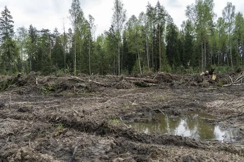 A section of forest after deforestation, the concept of deforestation. A pile of Stock Photos