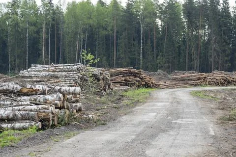 A section of forest after deforestation, deforestation for construction Stock Photos