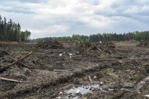 A section of forest after deforestation, deforestation for construction Stock Photos
