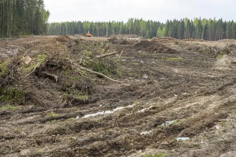 A section of forest after deforestation, deforestation for construction Stock Photos