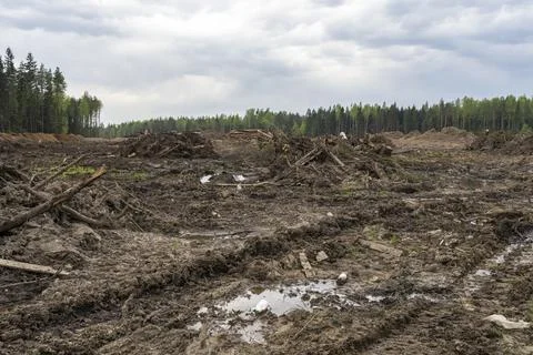 A section of forest after deforestation, deforestation for construction Stock Photos