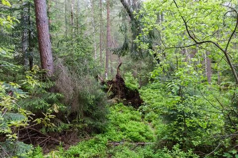 Section of forest with fallen uprooted tree in overcast day Stock Photos