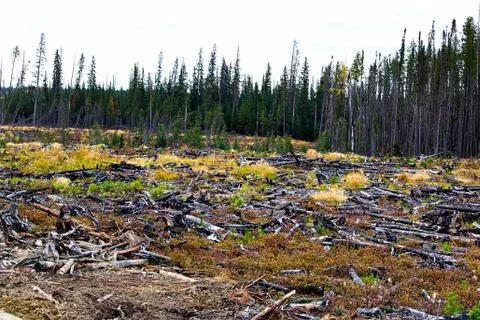 A section of forest that has been harvested and burned Stock Photos