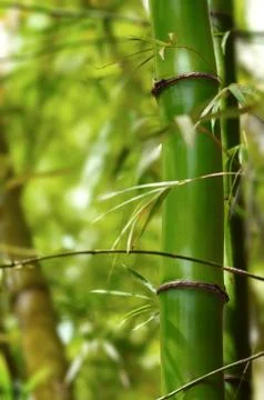 Section of green bamboo tree in the forest close up Stock Photos
