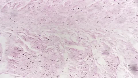 Section of human being fibro cartilage filmed on white background with high Stock Footage 226572933