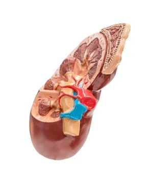 Section to a human kidney Stock Photos