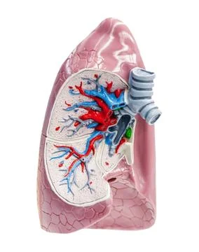 Section to human lungs Stock Photos