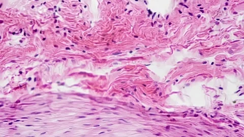 Section of human transitional epithelium filmed under microscope with 400 times Stock Footage 243872182