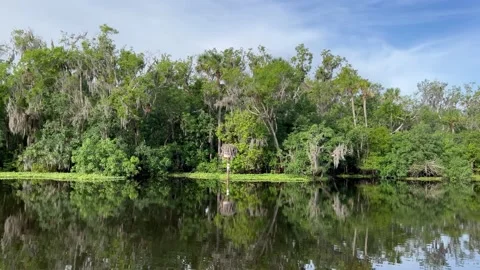 Section of Lake George, Florida Stock Footage 239196258