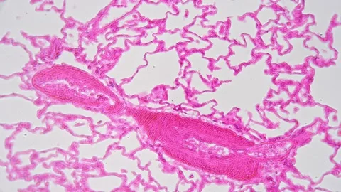 Section of lung tissues under microscope... | Stock Video | Pond5