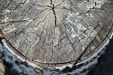 Section of an old birch log as texture and background Stock Photos