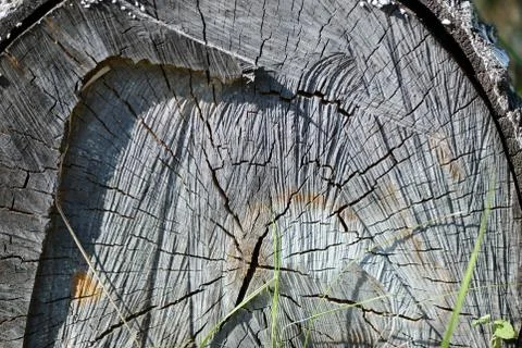 Section of an old birch log as texture and background Stock-Fotos